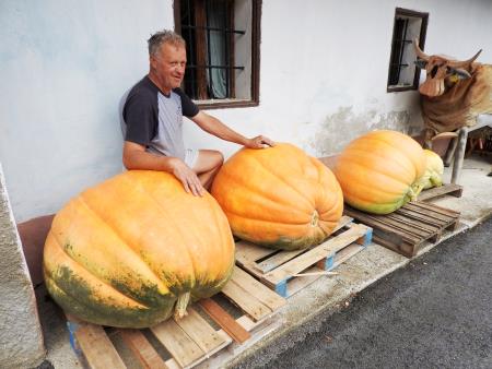 Slika_ Najtežja Tratarjeva buča je tehtala 195 kilogramov